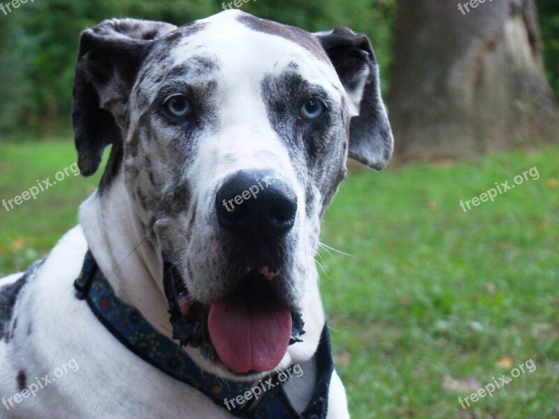 Dog Great Dane Harlequin Blue Eyes Gentle Giant