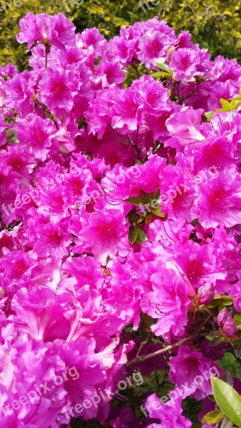 Pink Bush Azaleas Nature Garden