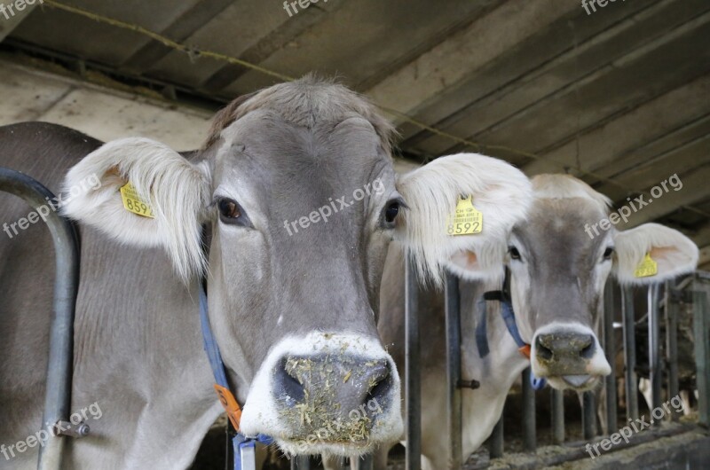 Cow Animal Portrait Beef Brown Swiss Stall