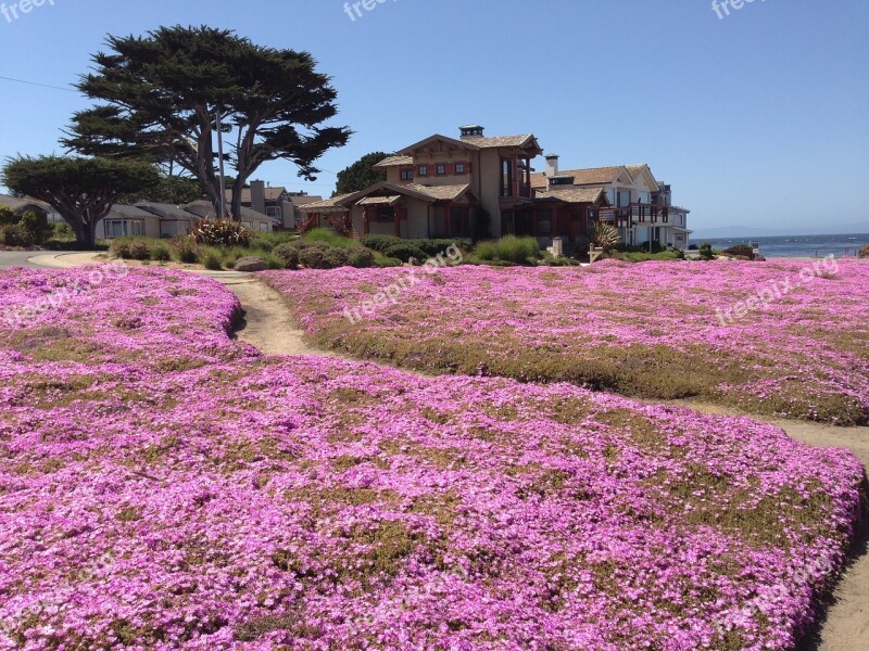 Magic Carpet Monterey Pennisula Pacific Grove Ca Coast