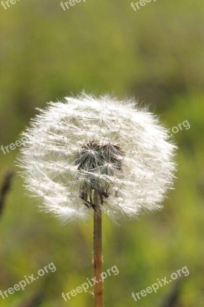 Dandelion Summer Flower Plant Meadow