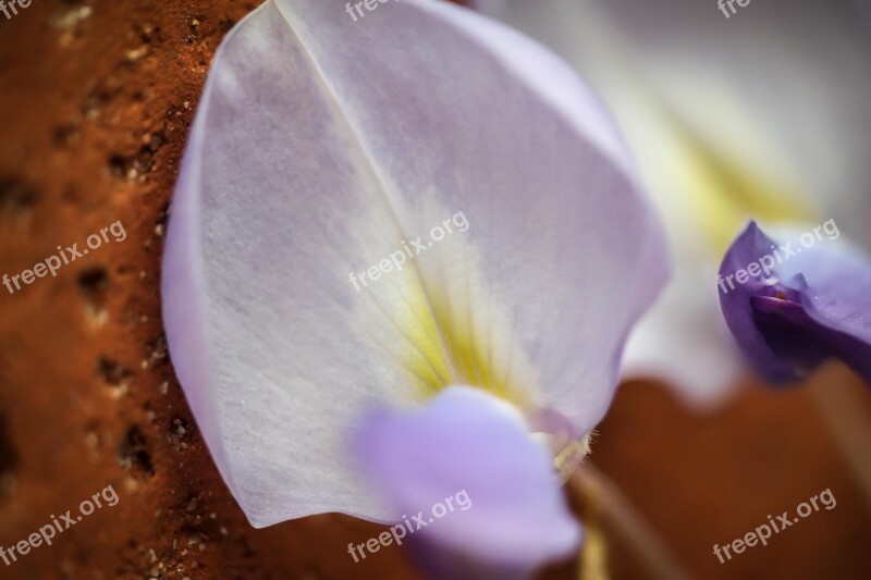 Wisteria Blue Rain Purple Blossom Bloom