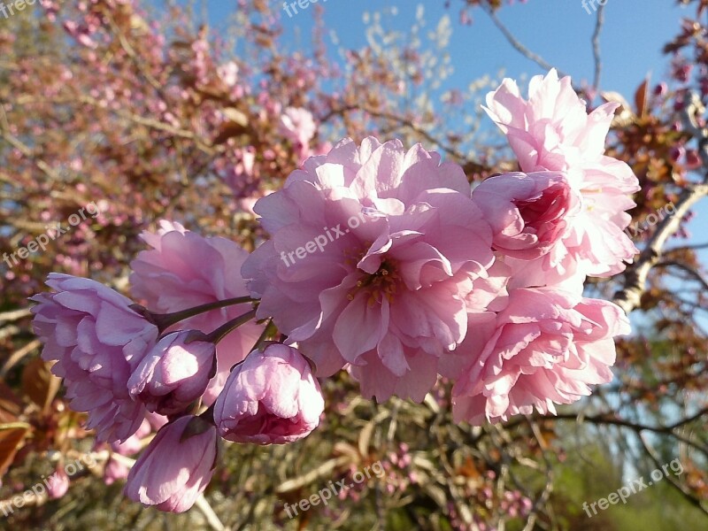 Japanese Cherry Blossom Prunus Serrulata Ornamental Cherry Flowers Close Up