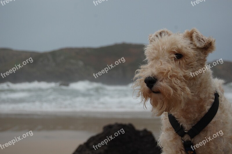 Dog Foxterrier Animal Portrait Beach Celorio