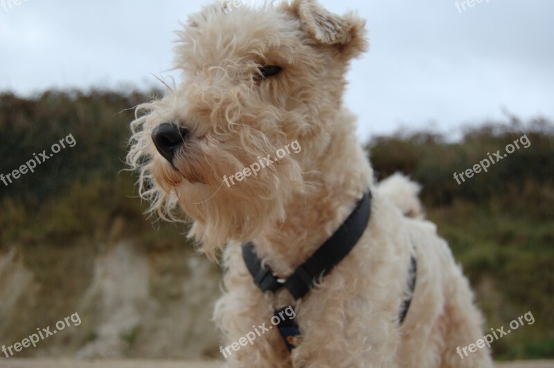 Dog Foxterrier Animal Portrait Free Photos