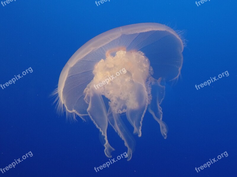 Moon Jelly Jellyfish White Underwater Wildlife