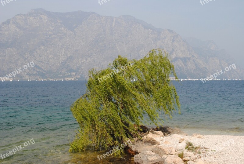 Beach Garda Bush Green Bush Wind