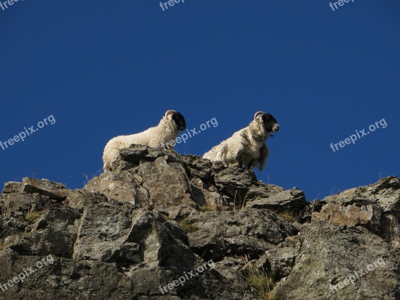 Sheep Mountain Sky Animal Landscape