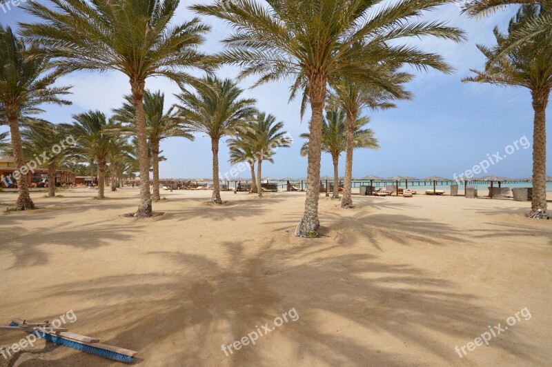 Palm Beach Tree Tropical Ocean