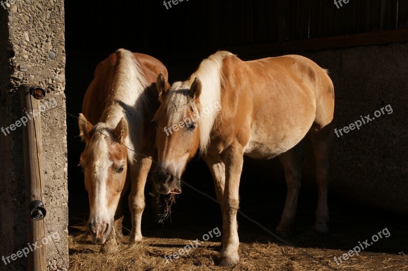 Black Forest Horses Stall Paddock Schwarzwälder Kaltblut