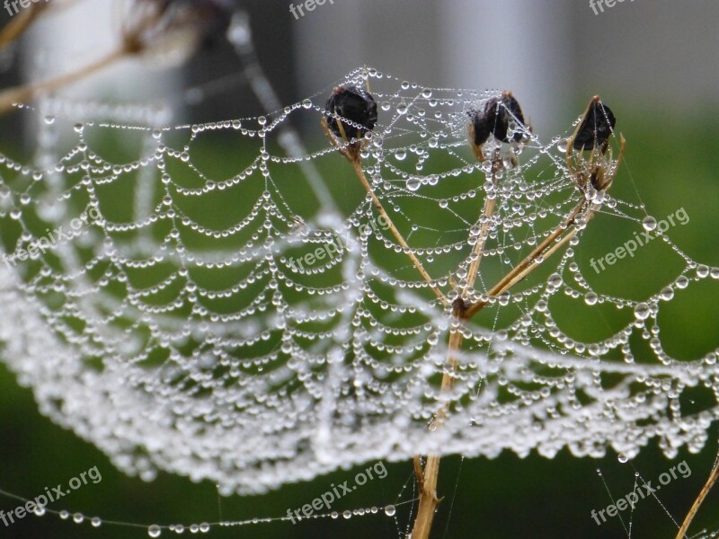 Cobweb Autumn Brittany Dew Web