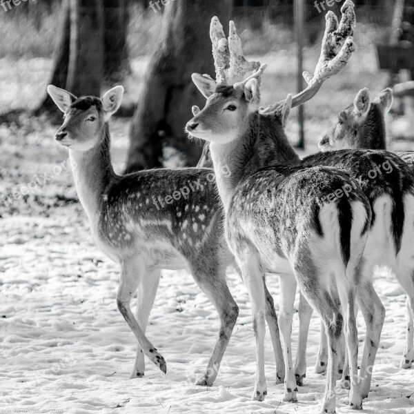 Biche Deer Animal Herd Wild Life