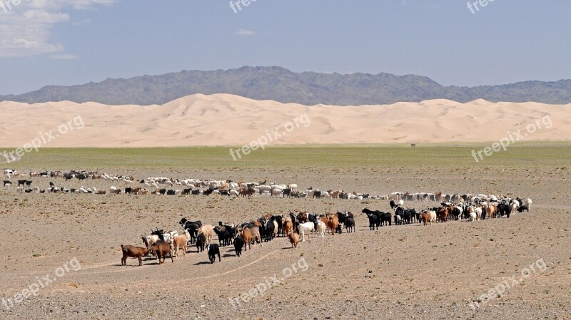 Desert Gobi Mongolia Goats Sand Dunes