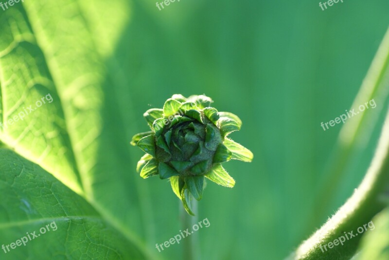 Bud Flora Nature Plant Spring