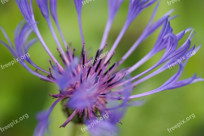 Cornflower Shrub Plant Flora Nature