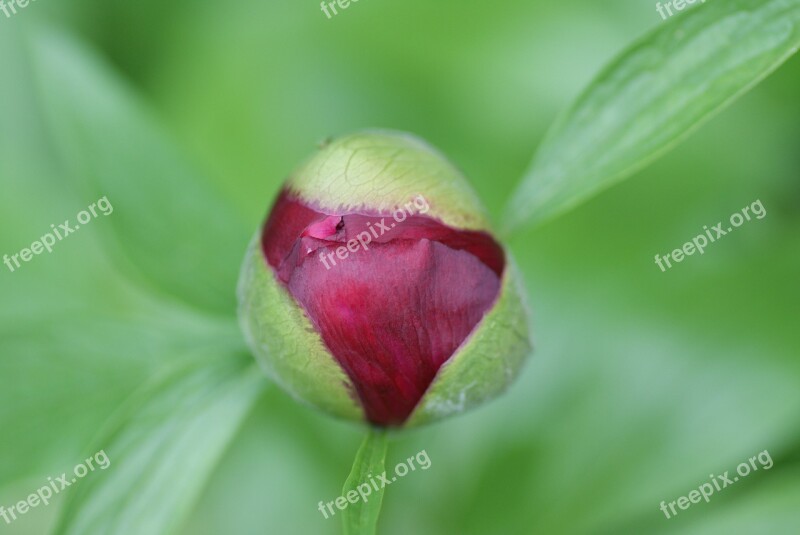 Rhododendron Bud Bush Garden Plant