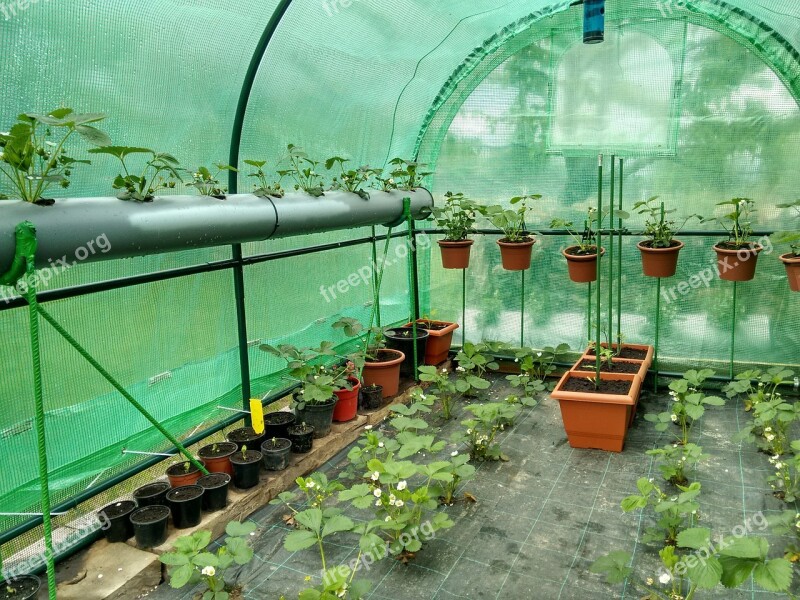 Greenhouse Strawberries Tomatoes Free Photos