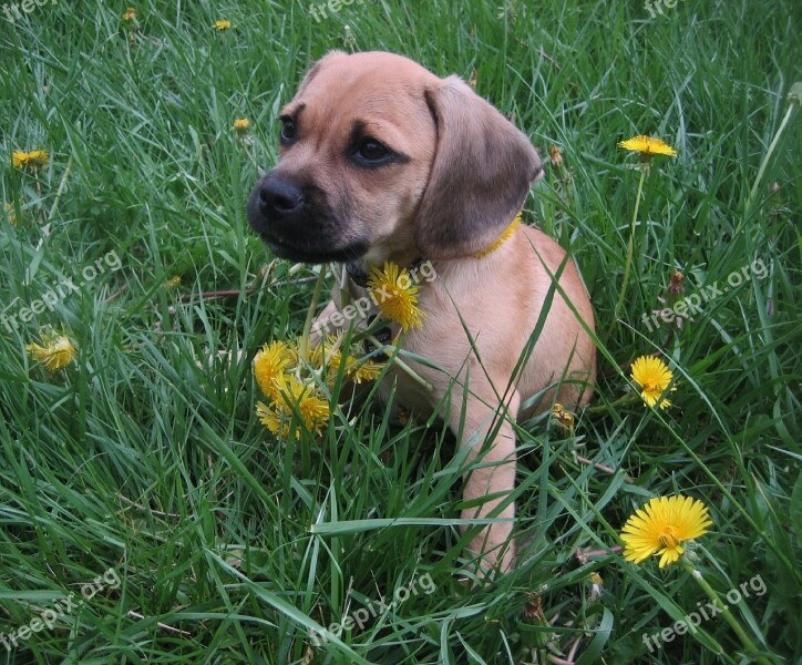 Puggle Puppy Dog Crossbreed Beagle And Pug Canine