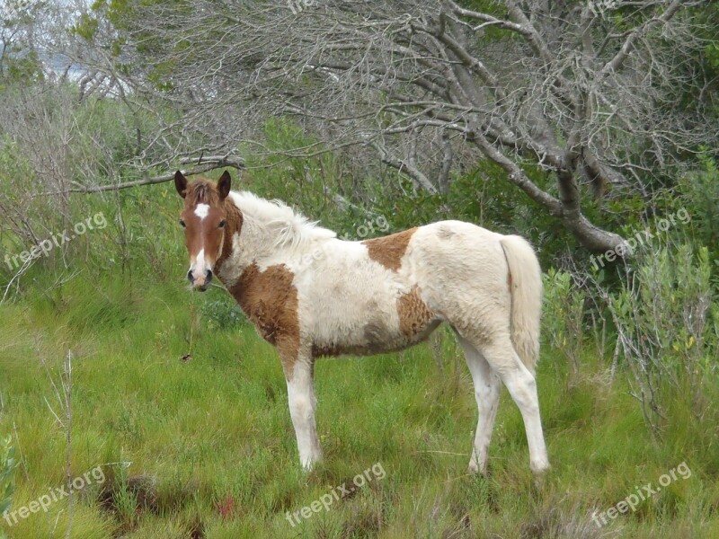 Wild Pony Grazing Yearling Feral Pony