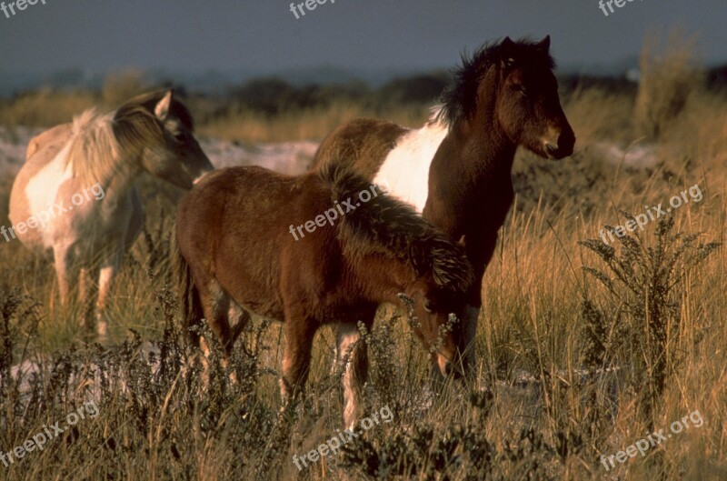 Wild Ponies Grazing Prairie Ponies Chincoteague Island