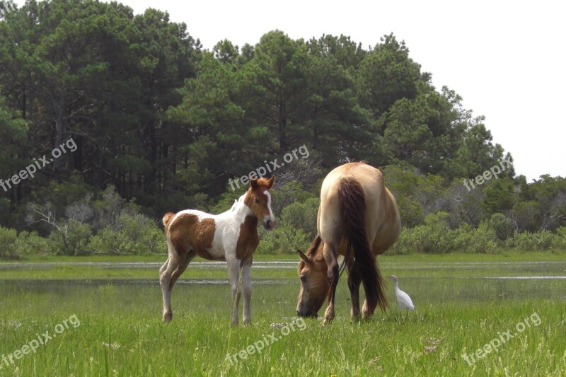 Wild Ponies Grazing Mare Foal Ponies