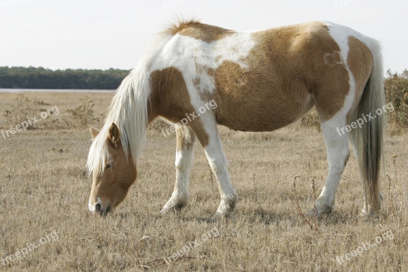 Wild Pony Grazing Feral Pony Chincoteague Island