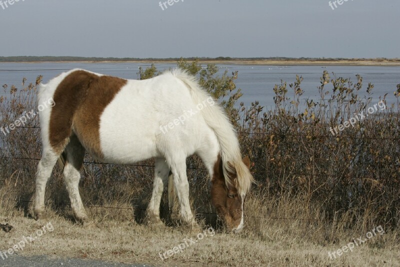 Wild Pony Grazing Pony Chincoteague Island Virginia