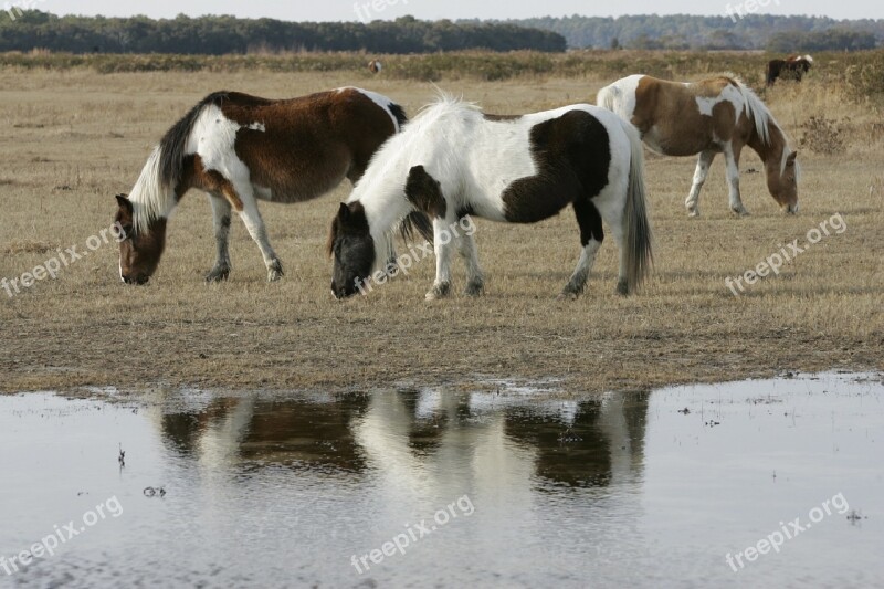 Wild Ponies Grazing Ponies Chincoteague Island Virginia