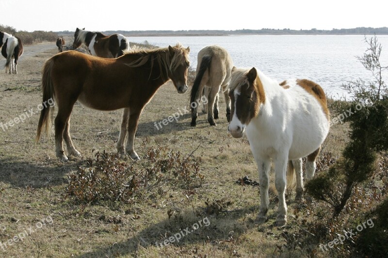 Wild Ponies Herd Ponies Chincoteague Island Virginia