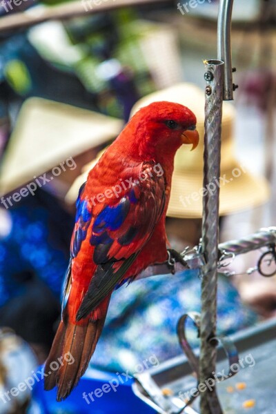 Parrot Bird Viet Nam Travel Free Photos