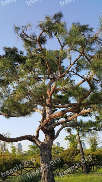 Wood Pine Abstract Arboretum Nature