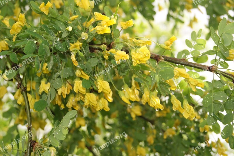 Nature Yellow Acacia Spring Tree Trees