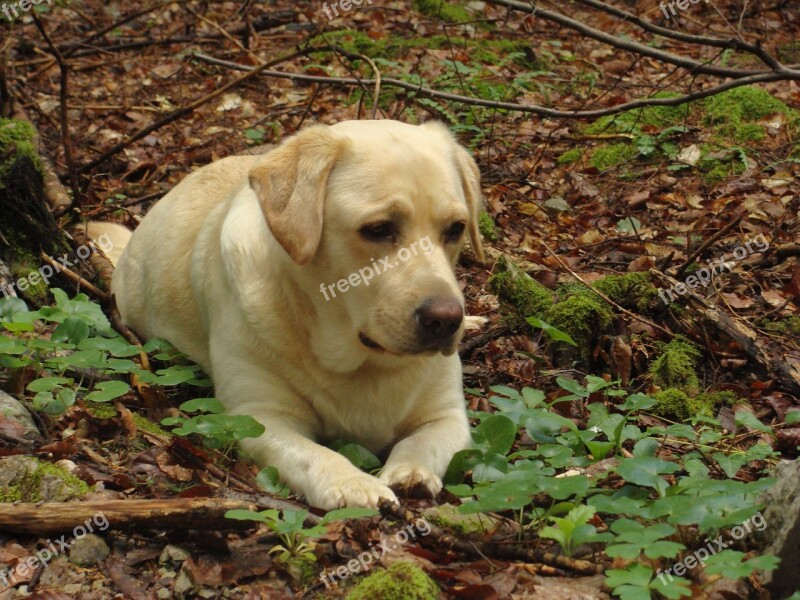 Labrador Dog Wood Cute Lying