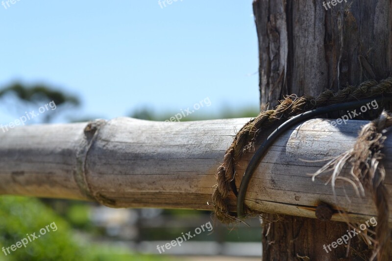 Sky Green Wood Focus Rural