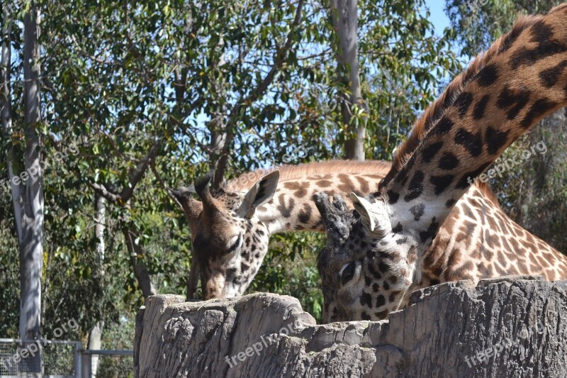 Giraffe Adult Animal Wildlife Mammal