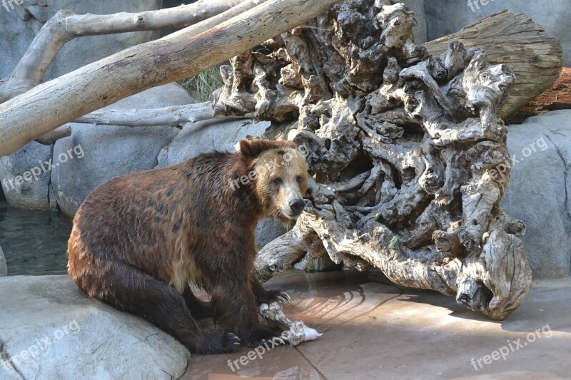 Zoo Grizzly Bear Grizzly Bear Animal