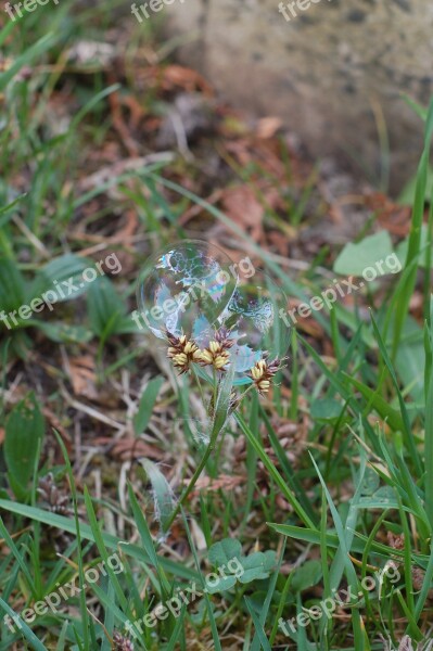 Grass Spring Bubbles Flower Child