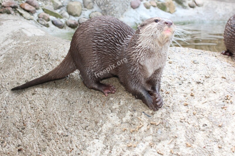 Otter Animal Fur Cute Curious