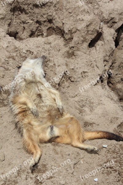 Meerkat Animal Zoo Joe Bodemann Free Photos