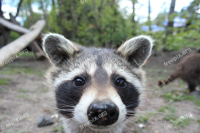 Raccoon Animal Fur Cheeky Cute