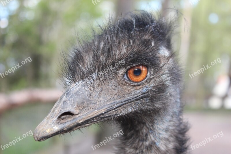 Emu Animal Bird Head Large Emu