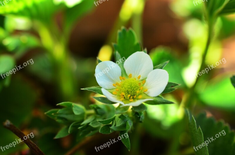 Strawberry Plant Strawberry Flower Strawberries Garden Blossom