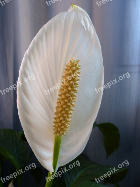 Flower Inside Flower Plant Interior Decorating White