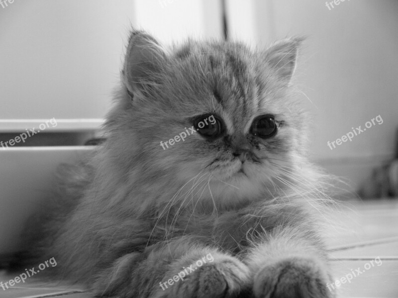 Baby Cat Persian Chinchila Persian Golden Black And White Cat