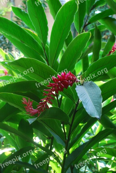 Ginger Plant Flower Pink Freshness Plant