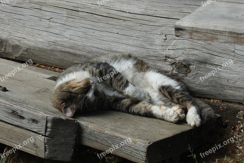 Cat Pet Domestic Animal Sleeping Free Photos