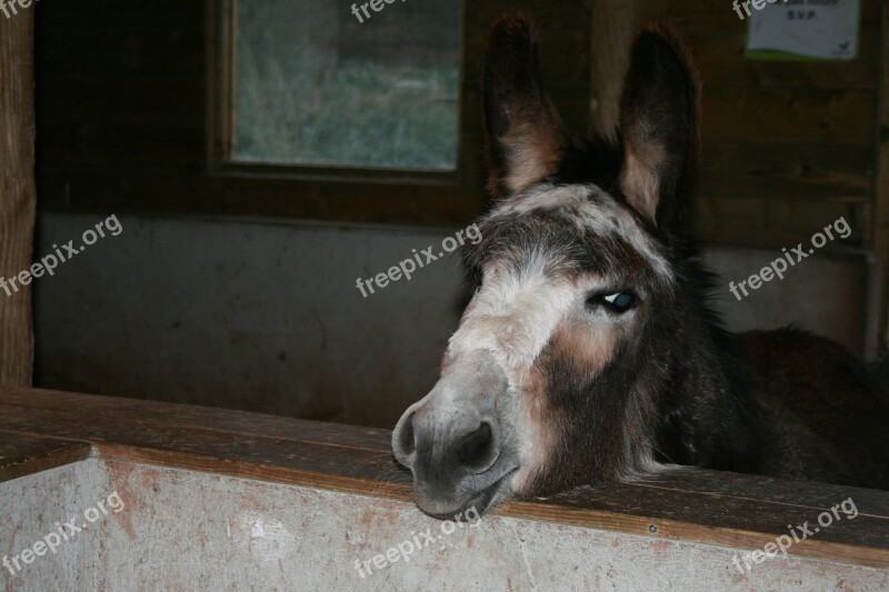 Donkey Beast Of Burden Ears Rural Farm