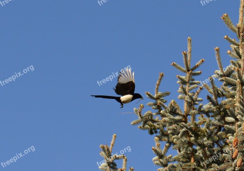 Elster Flight Feather Bird Raven Bird