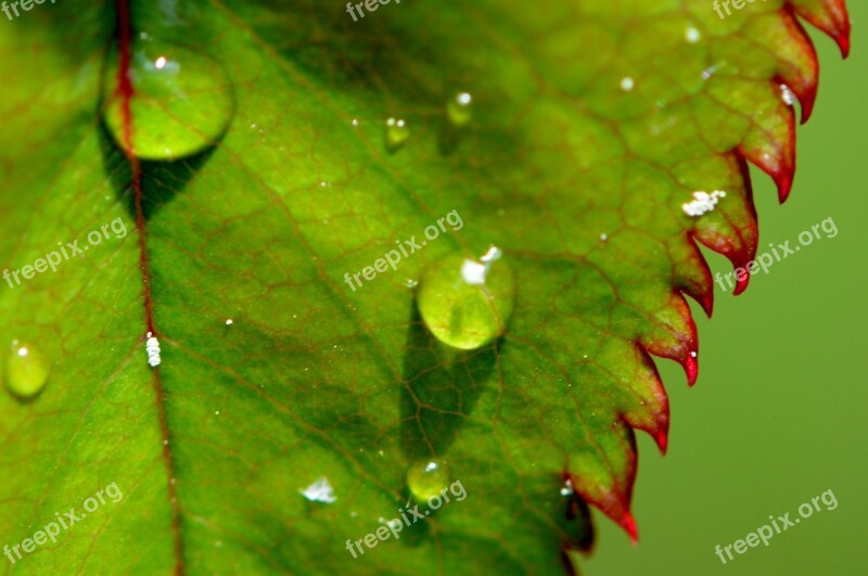 Rosenblatt Rain Drip Wet Water