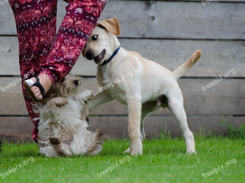 Playing Dogs Labrador Puppy Games Puppy Group Big And Small